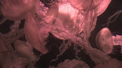 Close Up Of A Smack Of Jellyfish 2 Video stock 19078160