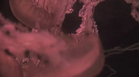 Close Up Of A Smack Of Jellyfish Stock Footage 20441607