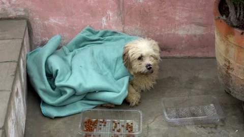 Close up of a small 6 month old white maltese bichon dog laying on the floor Stock Footage 160089476