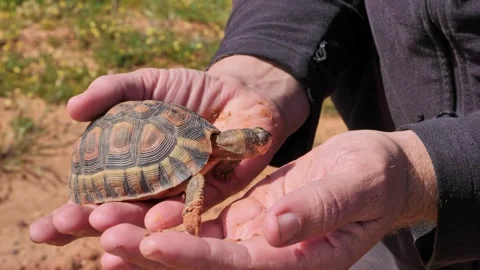 Close-up of a small angulate tortoise being gently held in hands, Karoo, South Stock Footage 301000036
