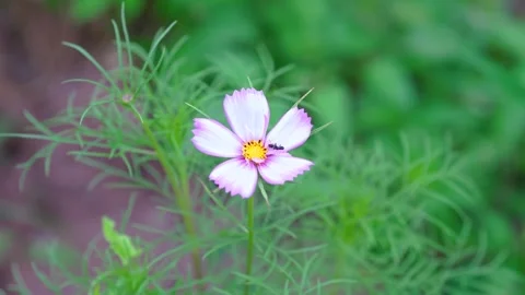 Close up of a small ant crawling on a delicate pink cosmos flower Stock Footage 341998123