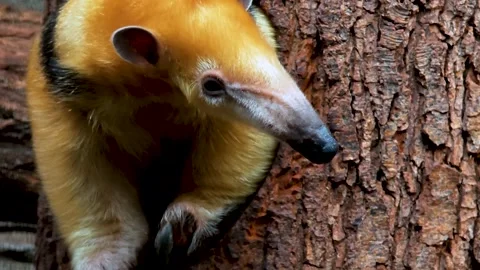 Close up of a small ant eater  Stock Footage 297545171