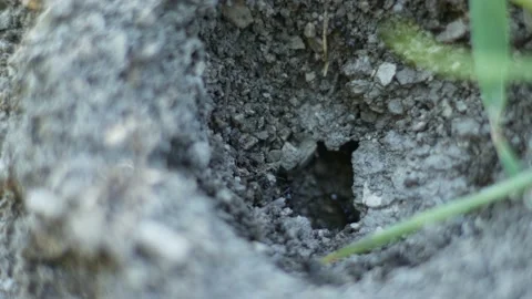 Close up of a small anthill 스톡 동영상 130264893