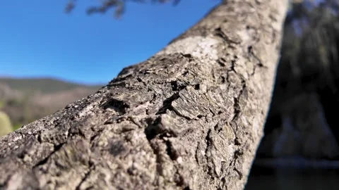Close-up of small ants crawling on a tree bark in a forest 库存影片 332368683