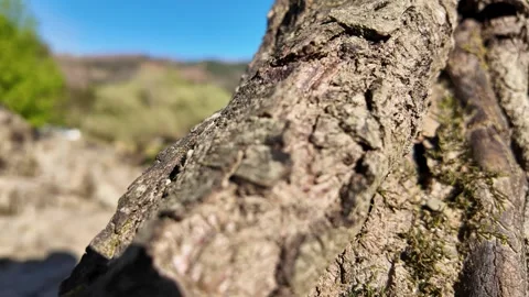 Close-up of small ants crawling on a tree bark in a forest 库存影片 332368698