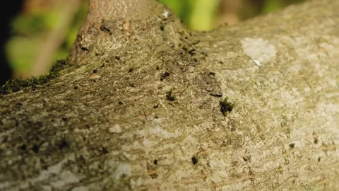 Close up of small ants crawling on tree bark in a sunny forest Vídeos de archivo 334208400