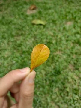 Close-up of a small autumn leaf Stock Photos