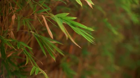 Close up small bamboo leaf view in the garden Stock Footage 118644935