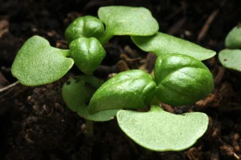 Close up on small basil plant Stock Photos