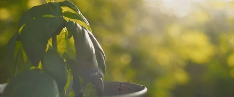 Close up of small basil plant in a pot against sunlit background. Stock Footage 128288953