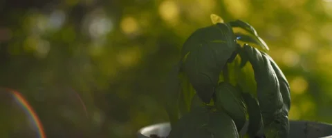 Close up of small basil plant in a pot against sunlit background. Stock Footage 128289015