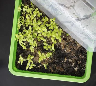 Close-up of small basil plants in a green plastic hotbed cultivated at home Stock Photos