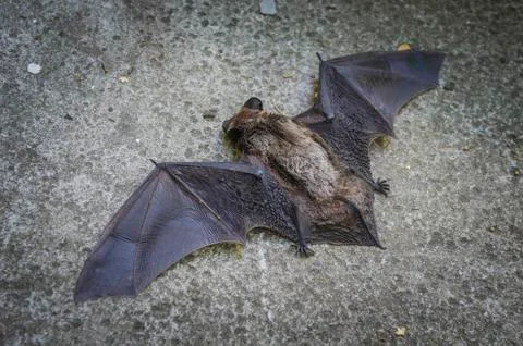 A close up of the small bat. A fallen bat lying on the ground before rescue. Stock Photos