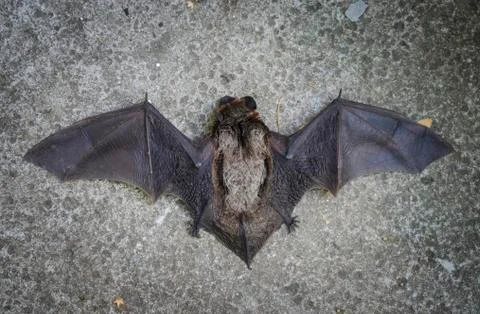 A close up of the small bat. Isolated working path. A fallen bat lying on the Stock Photos