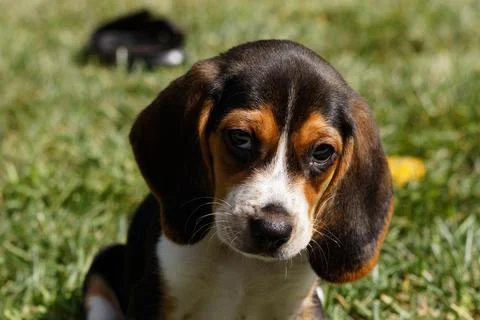 Close-up of a small beagle with long floppy ears resting on the grass Stock Photos