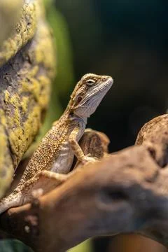 Close-up of a small bearded dragon standing on a branch in a vivarium Stock Photos