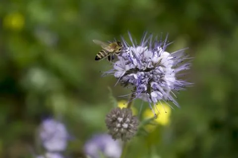 Close up of small bee bumblebee on purple flower plant in meadow. macro nat.. Foto stock
