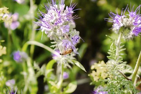 Close up of small bee bumblebee on purple blooming flower plant in meadow fie Stock Photos
