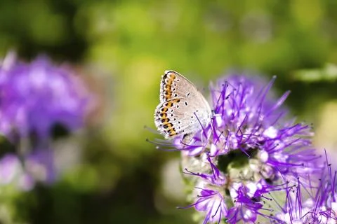 Close up of small bee bumblebee on purple blooming flower plant in meadow fie Stock Photos