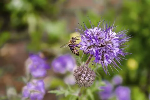 Close up of small bee bumblebee on purple blooming flower plant in meadow f.. Stock Photos