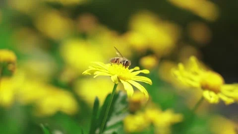 Close up of a small bee collecting nectar on a bright yellow flower Stock Footage 342013623