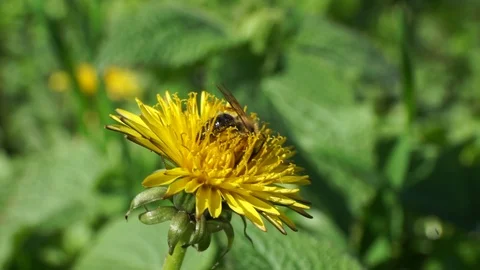 Close-up of a small bee of genus Andrena in dandelion flower Stock Footage 88549373