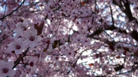 Close up small bee takes nectar from flowering tree. 库存影片 153838124
