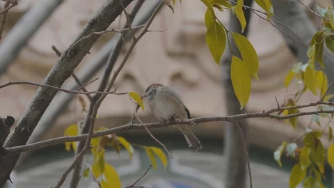 Close up of small bird in the branches in an old urban setting Stock Footage 88763191
