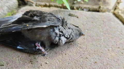 Close-Up of a Small Bird Lying on a Surface Outdoors Stock Footage 309840756