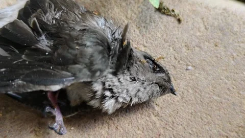 Close-Up of a Small Bird Lying on a Surface Outdoors Stock Footage 309840772