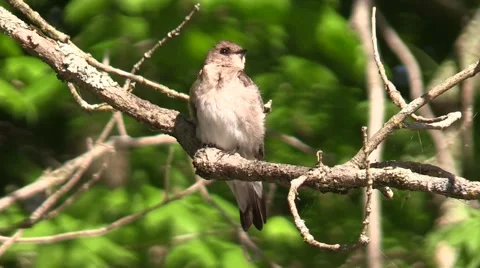 Close up of small bird sitting on branch swallow nature wildlife Stock Footage 50143499