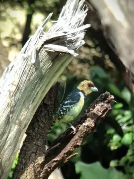 Close-up of a small bird sitting on a broken tree branch Stockfoto's