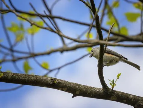 Close up of a small bird sitting in a tree Stock Photos