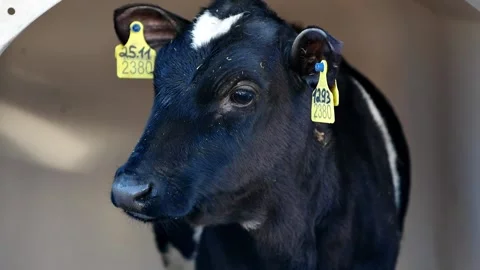 Close-up small black and white calf Stock Footage 201421972