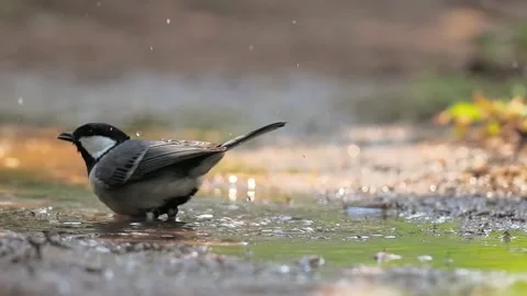 Close up of a small black and white wild bird standing in a shallow water puddle Видео 348618138