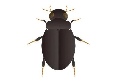 Close-up of a small black beetle with golden antennae Stock Illustration