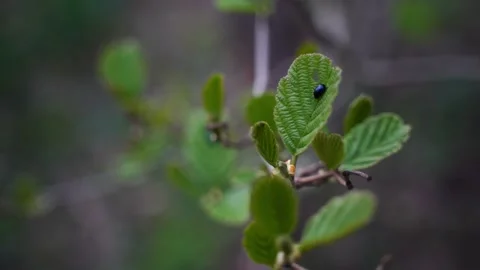 Close-up of a small black beetle on a green leaf and other branches in the 動画素材 235659736