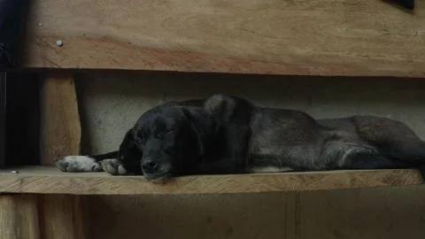 Close up of a small black dog of a mixed race that is resting on a wooden bench Video stock 152861481