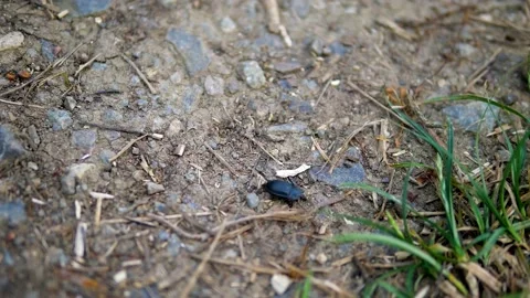 Close up of a small black insect between grass and texture background Video stock 132345632