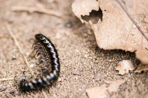 Close-up of a small black insect resting on a patch of dirt Fotos de archivo