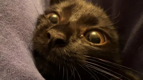 Close up of small black kitten looking into camera indoor. Funny kitty lyin.. Stock Photos