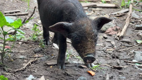 Close up of small black piglet standing on the ground 스톡 동영상 335990901