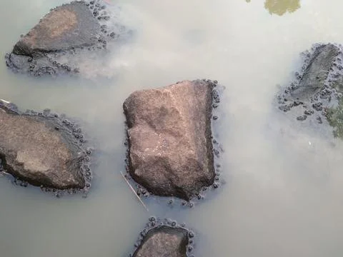 Close up of Small black snails cling to the rocks in the pond Stock Photos