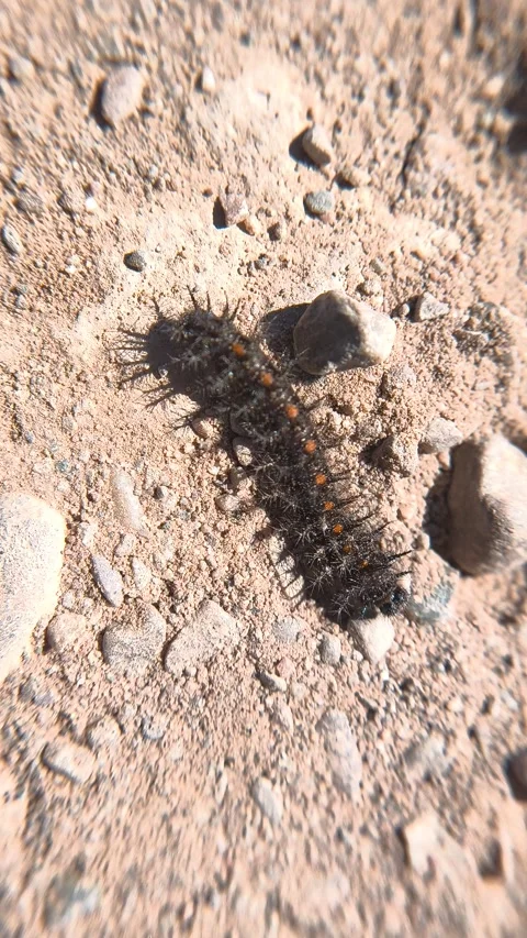 Close-up of a small black worm on a sunny day. Stock Footage 334859579