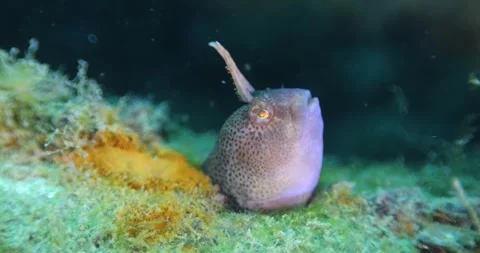 Close-up Small blenny fish poking its head out from a hole Stock Footage 314782708