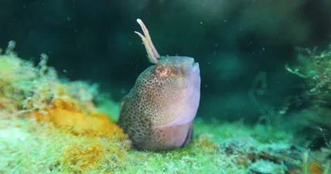 Close-up small blenny fish poking its head out from a hole and breathing Stock Footage 316038978