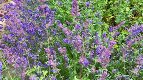 Close up small blue flowers green background video loop seamless Stock Footage 313672074