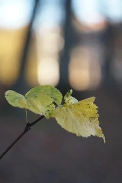 Close up of a small branch with a blurry background with trees in it Stock Photos
