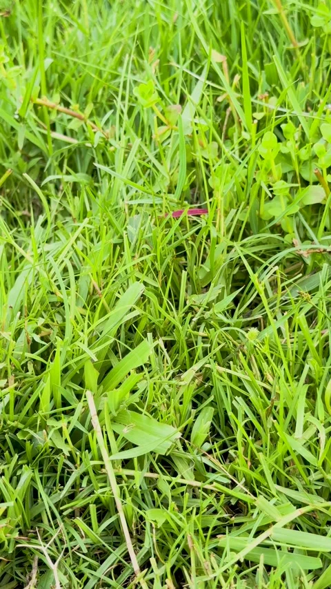 Close up of a small bright pink dragonfly resting on blades of fresh green .. Stock-Footage 337788522