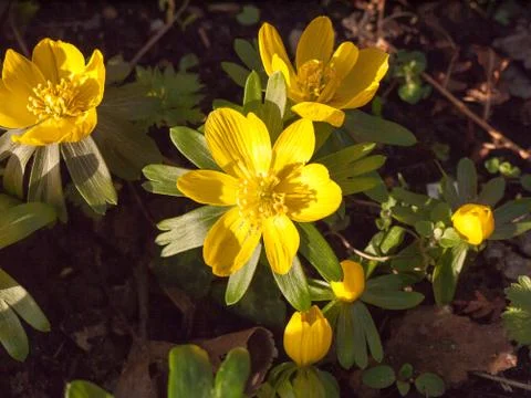Close up of small bright yellow spring flower on floor - buttercup Stock Photos